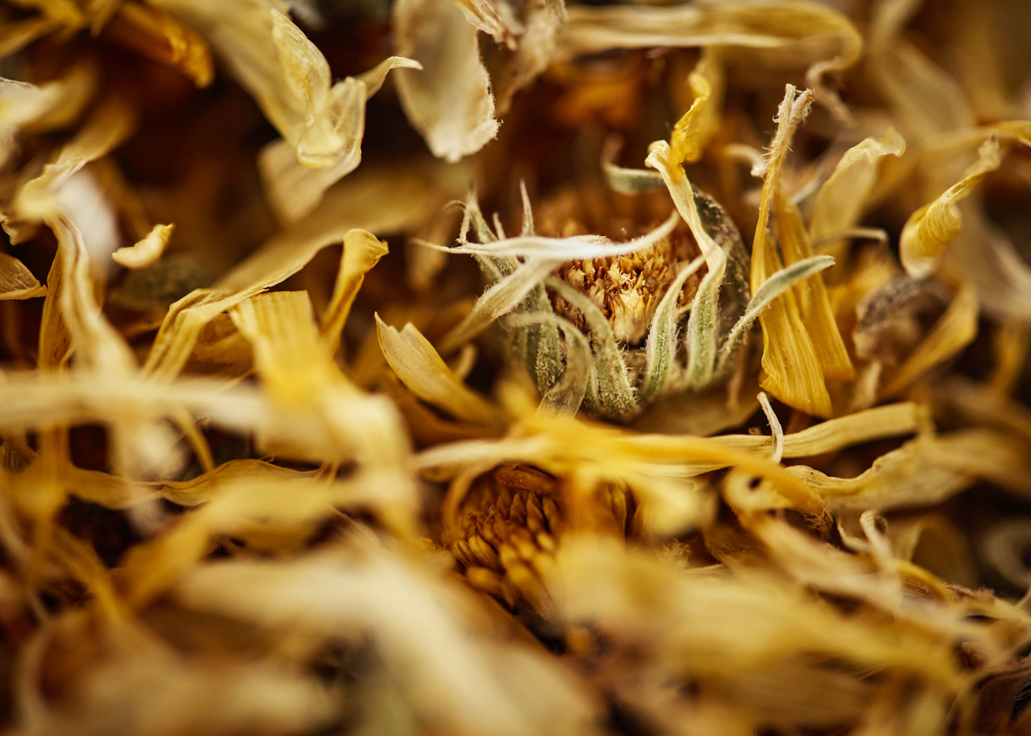 close up of dyers chamomile used to dye textiles